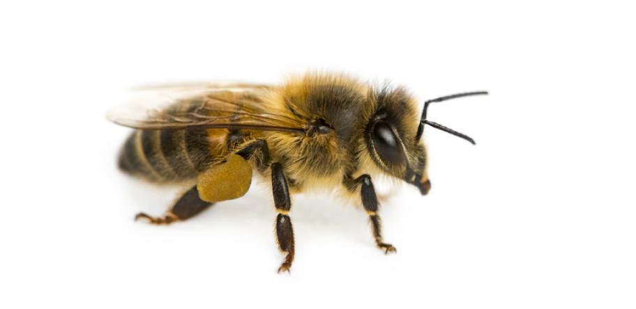 Bee