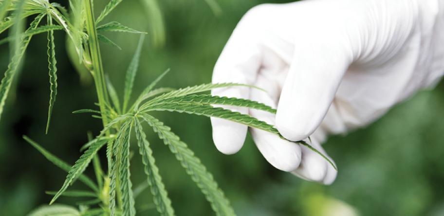 cannabis.jpg