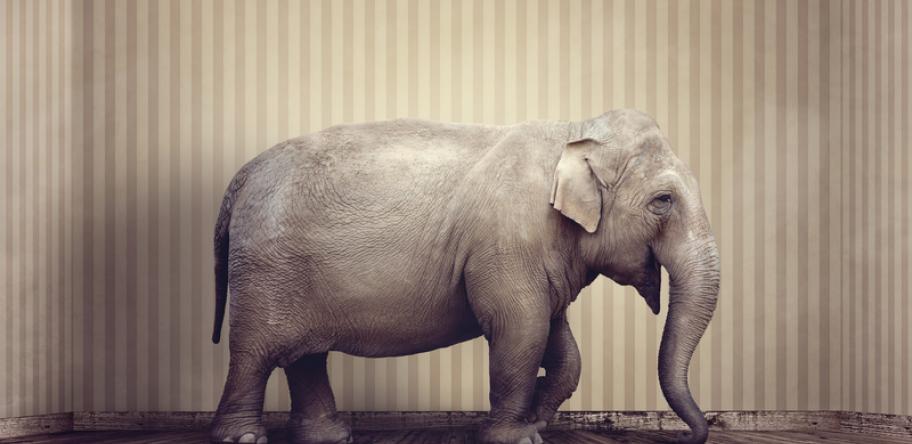 elephant in the room