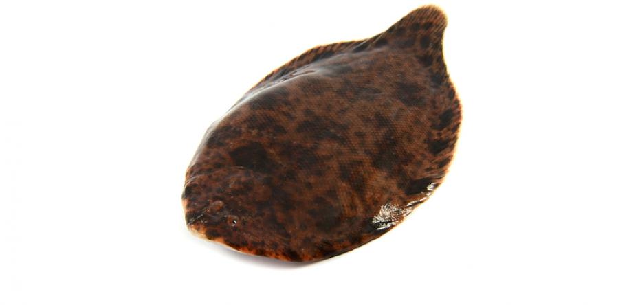 sole fish