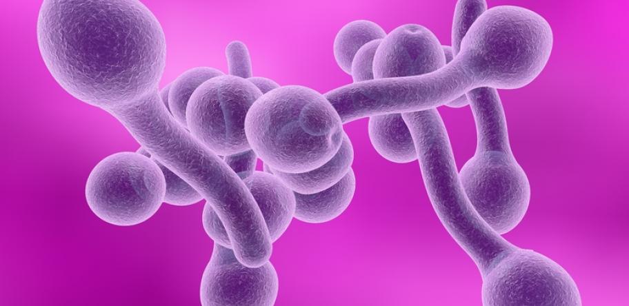 fungi candida