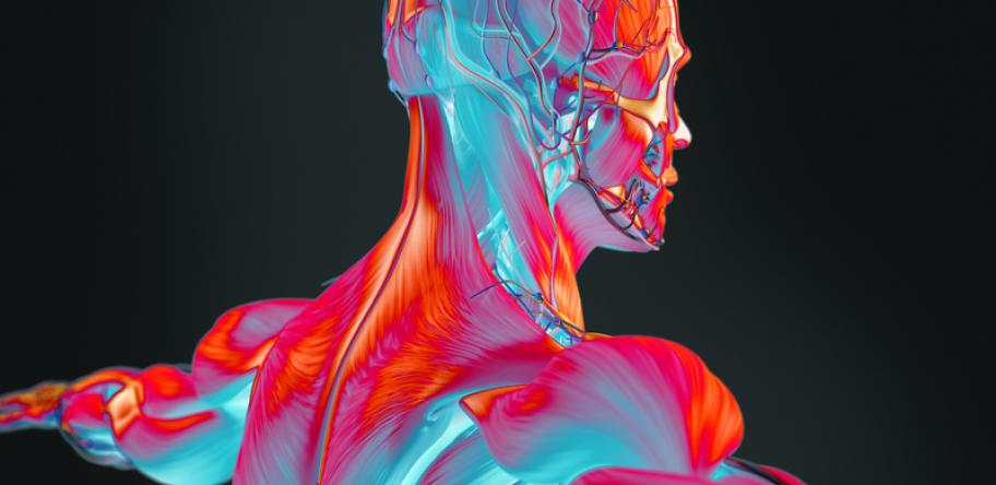 human anatomy