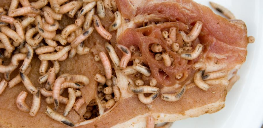 maggots