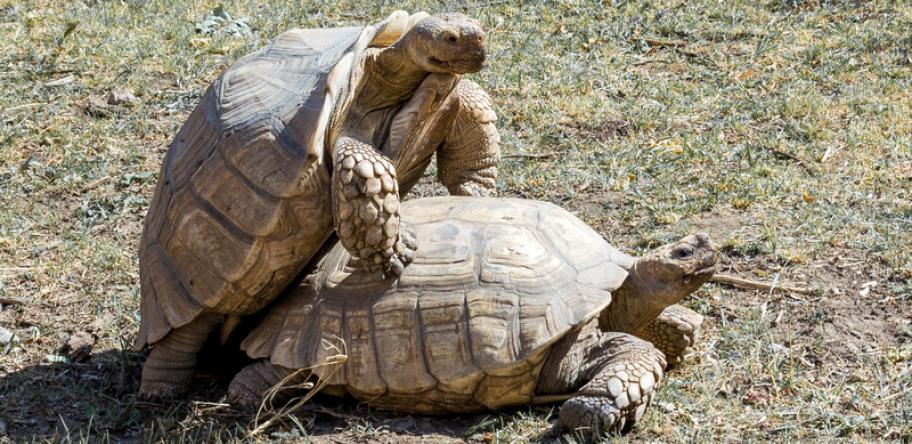 sex turtles