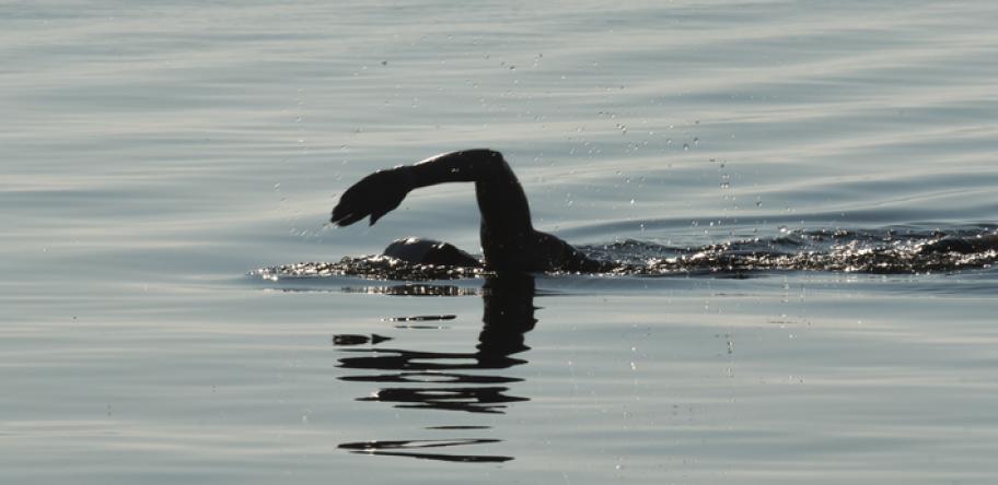 swimming