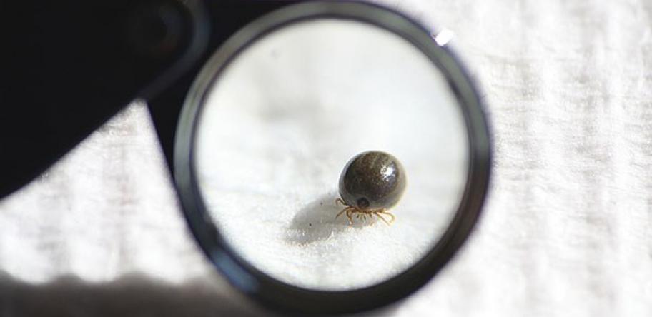 Lyme disease