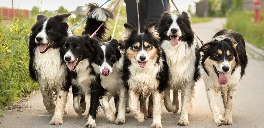 Dogs out for a walk