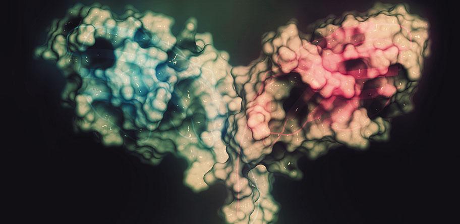 A CTLA-4 protein. CTLA4-blocking antibodies are used in cancer therapy (immune checkpoint blockade therapy). Photo: Alamy