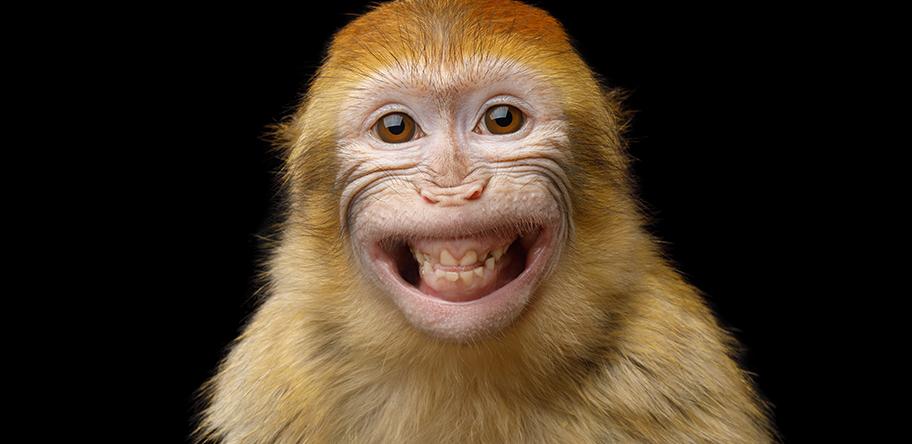 barbary macaque