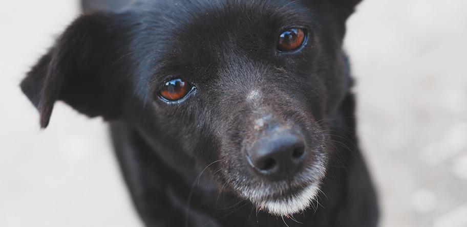 black dog