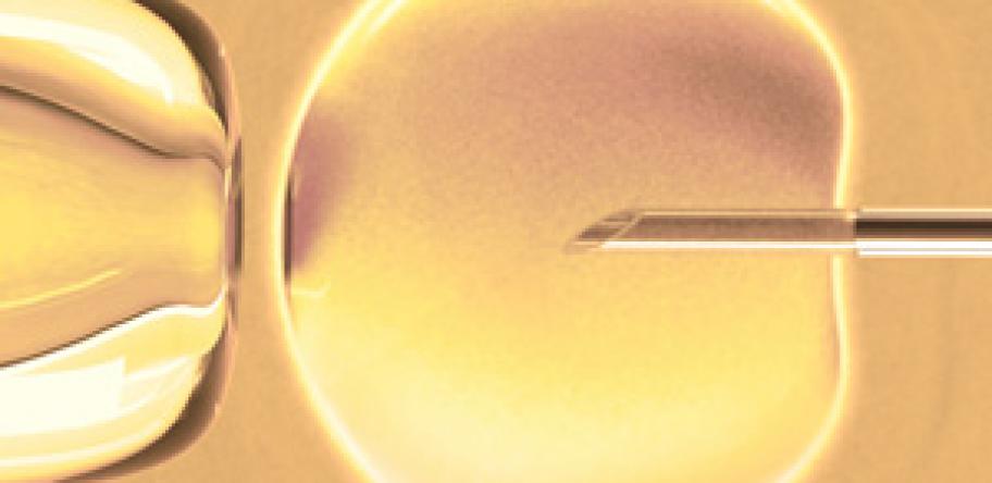 IVF