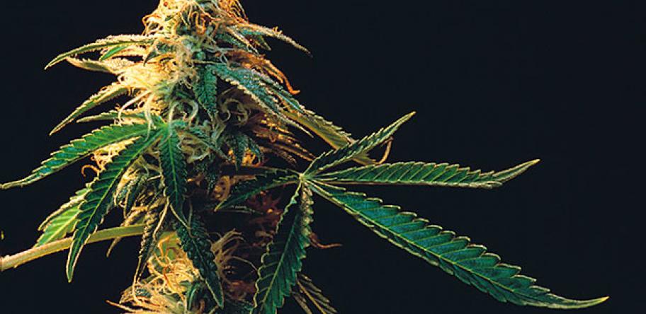 cannabis plant