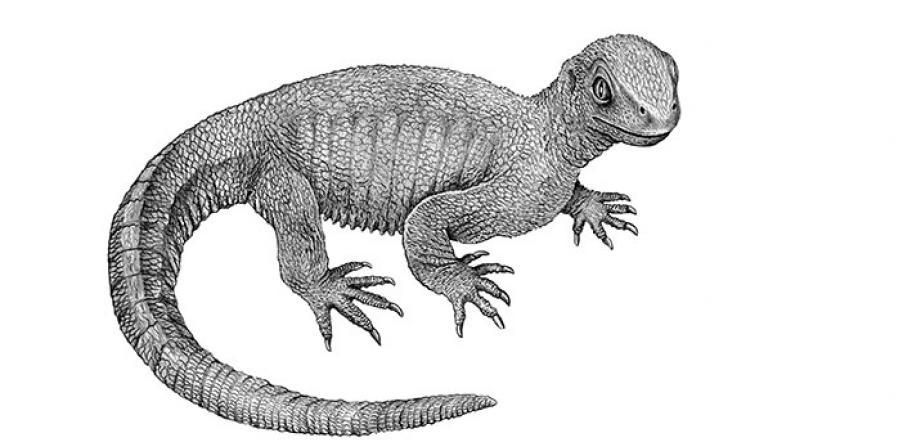 lizard