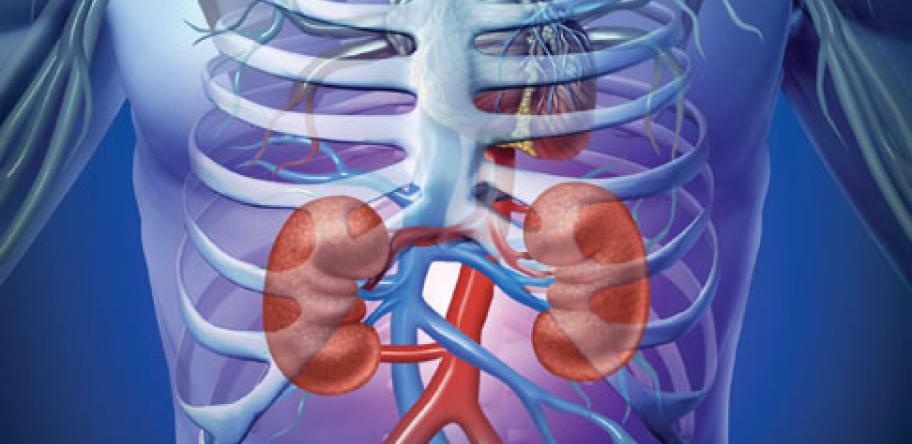 Diagram of kidneys in the chest